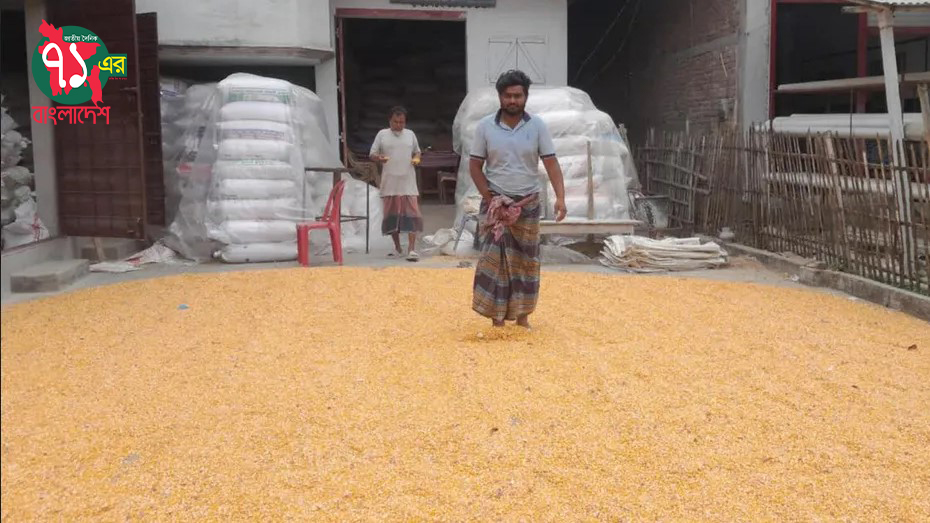 দৌলতপুর উপজেলায় ১৪০ কোটি টাকার ভুট্টা উৎপাদনে চাষীদের সাফল্য